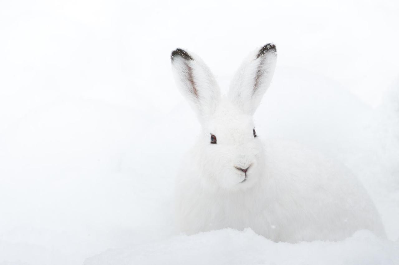 Chalet ?Snow Bunny? Stadl an der Mur Εξωτερικό φωτογραφία
